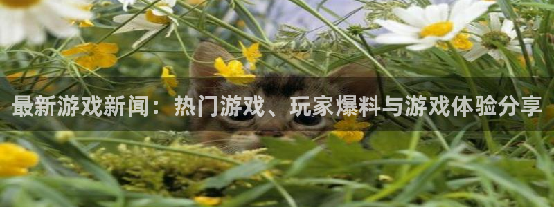 鼎点娱乐官方平台