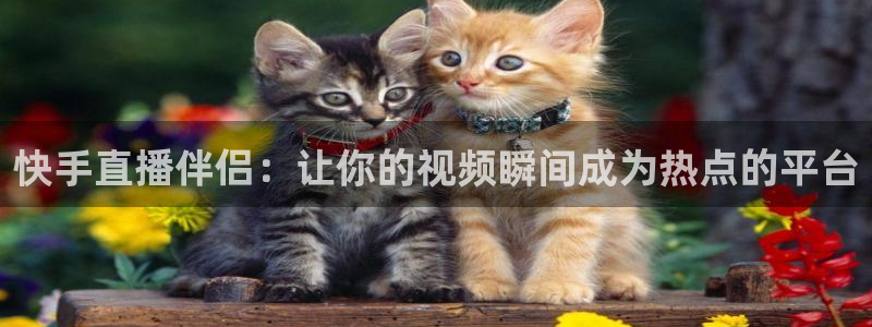 袋鼠直播看nba比赛：快手直播伴侣：让你的视频瞬间成为热点的平台